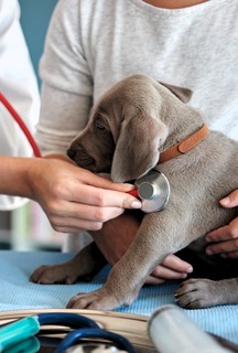 Advanced Veterinary Monitoring System